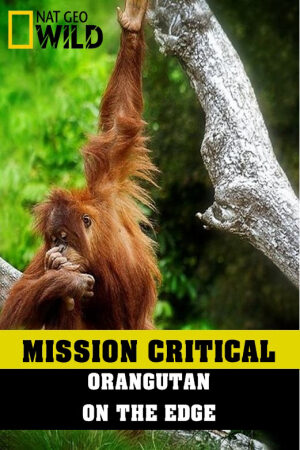 Phim Nhiệm Vụ Cấp Bách: Đười Ươi – Trước Nguy Cơ Tuyệt Chủng Thuyết Minh - Mission Critical Orangutan On The Edge