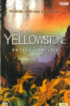 Phim Cuộc Chiến Sinh Tồn Thuyết Minh - Yellowstone Battle for Life